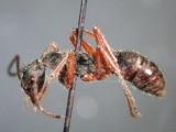中文種名:雙稜針蟻