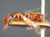 中文種名:黃足粗針蟻