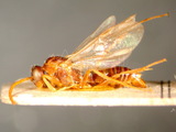 中文種名:吉梯細顎蟻