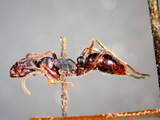 中文種名:吉梯細顎蟻