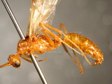 中文種名:高山鋸蟻