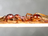 ǦW:Aphaenogaster famelica famelica (Smith, 1874)