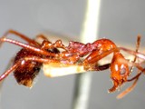 ǦW:Aphaenogaster beccarii (Emery, 1887)