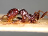 ǦW:Messor barbarus barbarus (Linnaeus, 1767)