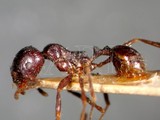 ǦW:Aphaenogaster barbara var. himalayanus Forel