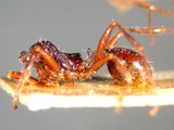 ǦW:Aphaenogaster barbara var. himalayanus Forel