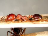 ǦW:Aphaenogaster barbara var. instabilis Smith