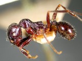 ǦW:Aphaenogaster barbara var. instabilis Smith