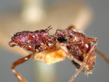 ǦW:Myrmica smythiesii smythiesii (Forel, 1902)