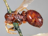 ǦW:Myrmica rubra rubra (Linnaeus, 1758)