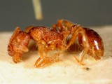 ǦW:Myrmica rubra rubra (Linnaeus, 1758)