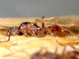 ǦW:Myrmica rugulosa Nylander, 1849