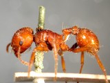 ǦW:Pogonomyrmex barbatus (Smith, 1858)