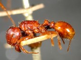 ǦW:Pogonomyrmex barbatus (Smith, 1858)