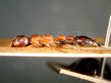 ǦW:Tetraponera rufonigra (Jerdon, 1851)