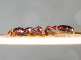 ǦW:Tetraponera allaborans (Walker, 1859)