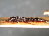 ǦW:Tetraponera nigra (Jerdon, 1851)