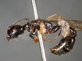 ǦW:Sima (Tetraponera) sp.