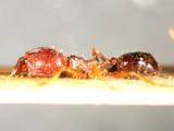 ǦW:Pheidole jucunda fossulata Forel, 1902