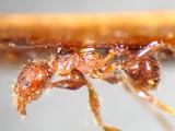 ǦW:Pheidole indica Mayr, 1879