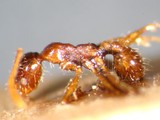 ǦW:Pheidole fervens fervens Smith, 1858