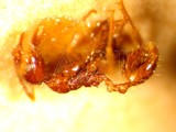 ǦW:Pheidole fervens fervens Smith, 1858