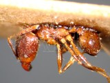 ǦW:Pheidole fervens fervens Smith, 1858