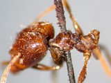 ǦW:Pheidole indica Mayr, 1879