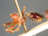 ǦW:Pheidole latinoda latinoda Roger, 1863