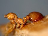 ǦW:Pheidole pronotalis Forel, 1902