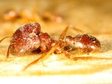 ǦW:Pheidole noda noda Smith, 1874