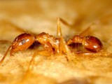 ǦW:Pheidole noda noda Smith, 1874