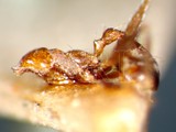 ǦW:Pheidole sharpi sharpi Forel, 1902