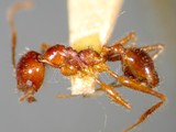 ǦW:Pheidole smythiesii Forel, 1902