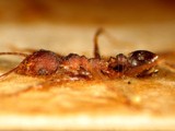 ǦW:Pheidole spathifera spathifera Forel, 1902