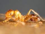 ǦW:Pheidole indica Mayr, 1879