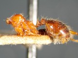 ǦW:Pheidole sykesii Forel, 1902