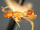 ǦW:Pheidole sykesii Forel, 1902