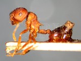 ǦW:Crematogaster (Crematogaster) dohrni artifex Mayr, 1879