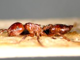 ǦW:Crematogaster (Crematogaster) brunnea contemta Mayr, 1879