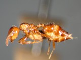 ǦW:Crematogaster (Crematogaster) nawai Ito, 1914