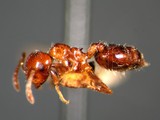 ǦW:Crematogaster (Crematogaster) nawai Ito, 1914