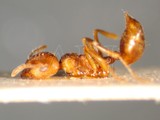 ǦW:Crematogaster (Crematogaster) rogenhoferi rogenhoferi Mayr, 1879