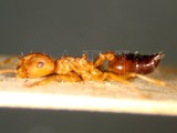 ǦW:Crematogaster (Crematogaster) rogenhoferi rogenhoferi Mayr, 1879