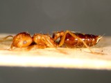 ǦW:Crematogaster (Crematogaster) rogenhoferi rogenhoferi Mayr, 1879