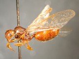 ǦW:Crematogaster (Crematogaster) rogenhoferi rogenhoferi Mayr, 1879