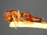 ǦW:Crematogaster (Crematogaster) rothneyi rothneyi Mayr, 1879