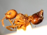 ǦW:Crematogaster (Crematogaster) rothneyi rothneyi Mayr, 1879