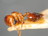 ǦW:Crematogaster (Crematogaster) sagei sagei Forel, 1922