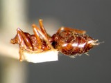 ǦW:Crematogaster (Crematogaster) anthracina Smith, 1857